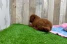 Mini Goldendoodle Pup Being Cute