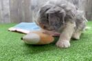 Fluffy Cavapoo Poodle Mix Pup