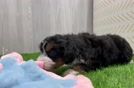 Playful Mini Bernesepoo Poodle Mix Puppy