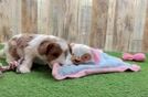 Meet Uno - our Cavapoo Puppy Video