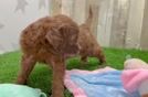 Happy Mini Goldendoodle Baby