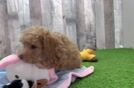 Friendly Poochon Baby