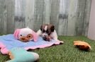 Meet Daffy - our Teddy Bear Puppy Video