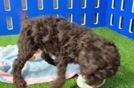 Cavapoo Pup Being Cute