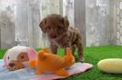 Adorable Cavalier King Charles Spaniel and Poodle Mix Poodle Mix Puppy