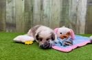 Small Shih Pom Baby