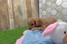 Friendly Cavapoo Baby