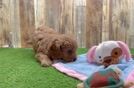Meet Queso - our Cavapoo Puppy Video