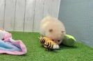 Best Pomeranian Baby