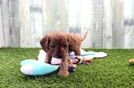 Best Cavapoo Baby