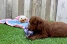Cute Mini Goldendoodle Baby