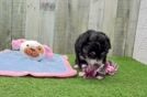 Cute Mini Aussiedoodle Baby