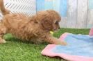 Cavapoo Pup Being Cute