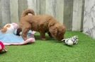 Mini Goldendoodle Puppy for Adoption