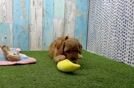 Meet Eli - our Mini Goldendoodle Puppy Video