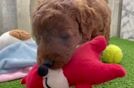 Best Mini Goldendoodle Baby