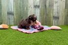 Mini Aussiedoodle Puppy for Adoption