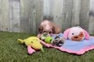 Mini Aussiedoodle Puppy for Adoption