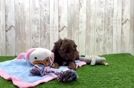 Meet Jeffrey - our Shih Poo Puppy Video