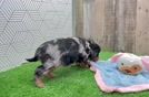 Funny Cavapoo Poodle Mix Pup