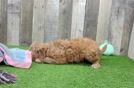 Hypoallergenic Mini Goldiepoo Poodle Mix Puppy