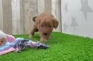 Popular Mini Goldendoodle Poodle Mix Pup