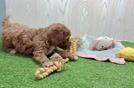 Best Mini Goldendoodle Baby