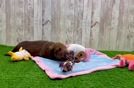 Dachshund Puppy for Adoption