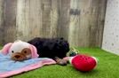 Best Poodle Baby
