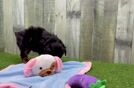 Mini Aussiedoodle Puppy for Adoption