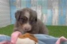 Adorable Mini Berniedoodle Poodle Mix Puppy