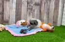 Meet Lolly - our Poodle Puppy Video
