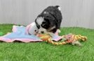 Playful Mini Bernepoo Poodle Mix Puppy