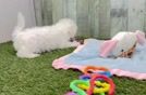 Best Bichon Frise Baby