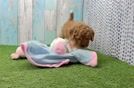 Meet Pacino - our Cavapoo Puppy Video