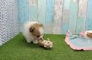 Meet Dax - our Pomeranian Puppy Video  - Florida Fur Babies Hypoallergenic Pomeranian Purebred Pup