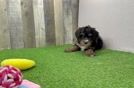 Meet Amazon - our Mini Bernedoodle Puppy Video