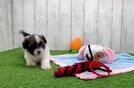 Havashu Pup Being Cute