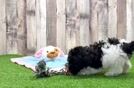 Meet Raelynn - our Poodle Puppy Video