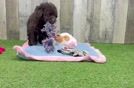Mini Labradoodle Puppy for Adoption