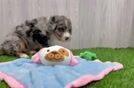 Fluffy Mini Bernedoodle Poodle Mix Pup