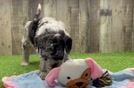 Best Mini Sheepadoodle Baby