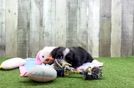 Sweet Aussiechon Baby