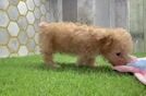 Petite Poochon Poodle Mix Pup