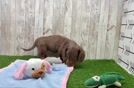 Cute Doxie Purebred Puppy