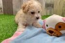 Best Maltipoo Baby