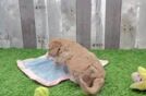 Funny Cavapoo Poodle Mix Pup