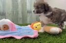 Friendly Mini Aussiedoodle Baby