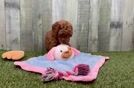 Happy Cavapoo Baby
