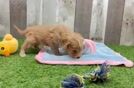 Adorable Cavalier King Charles Spaniel and Poodle Mix Poodle Mix Puppy